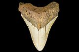 Bargain, Fossil Megalodon Tooth - North Carolina #124635-1